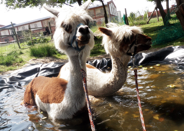 tl_files/Therapie auf vier Beinen/01_images/03_die_tiere/03_die_tiere_ueber_alpakas_01.jpg tl_files/Therapie auf vier Beinen/01_images/03_die_tiere/03_die_tiere_ueber_alpakas_01.jpg